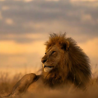 🦁金叶子在行动